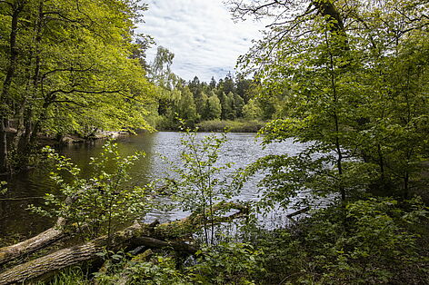 Wiesbüttsee