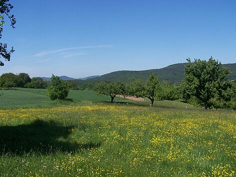 Spesartblick bei Bessenbach