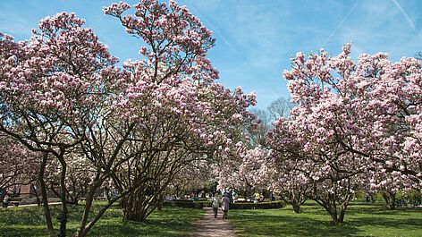 Magnolienhain Aschaffenburg